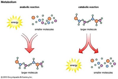 Diagram of anabolic and catabolic reactions