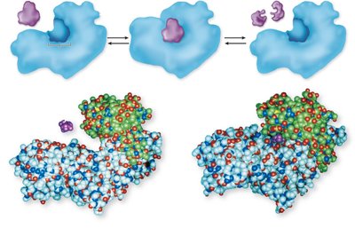 Enzyme-substrate interaction and catalysis