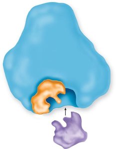 Enzyme with cofactor and substrate