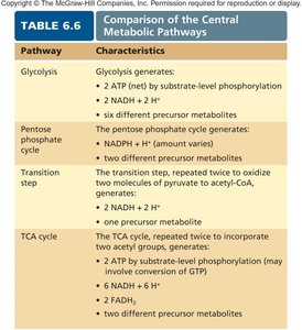 Table comparing central metabolic pathways