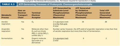 Diagram of glycolysis
