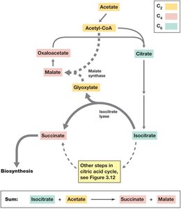 Diagram of the glyoxylate cycle