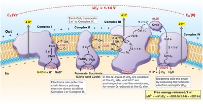 Diagram of the electron transport chain in eukaryotes