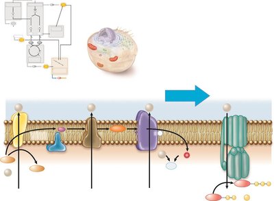 Diagram of the electron transport chain in prokaryotes