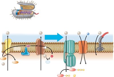 Diagram of the electron transport chain in prokaryotes