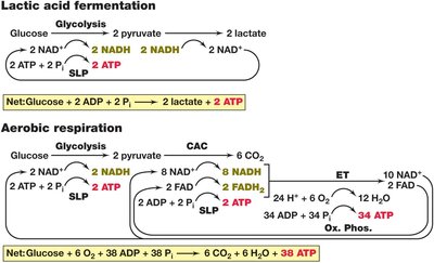 Diagram of ATP synthase structure and function