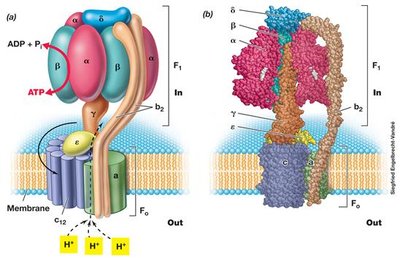 Diagram of metabolic diversity and electron acceptors