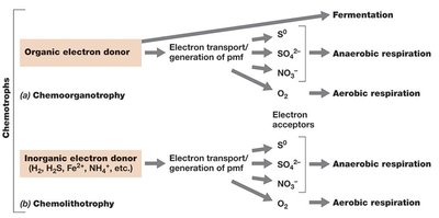 Diagram of phototrophy and electron donors
