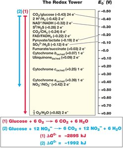 The redox tower showing reduction potentials
