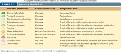 Table of precursor metabolites, their pathways, and biosynthetic roles
