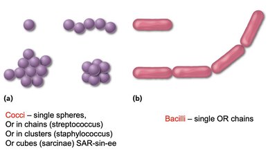 Bacterial shapes: cocci and bacilli