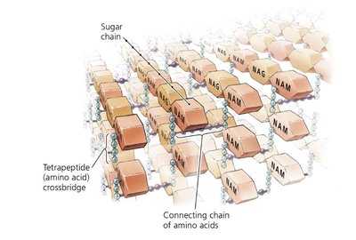 Peptidoglycan structure