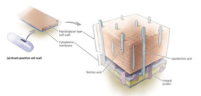 Gram-positive cell wall structure