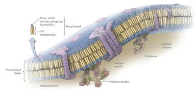Passive transport processes across a membrane
