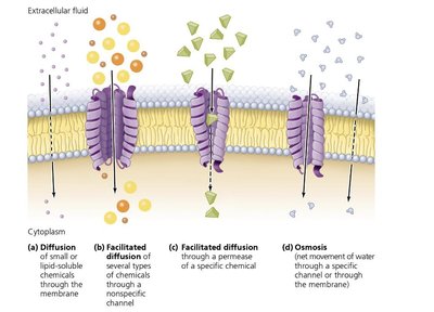 Table of passive and active transport processes