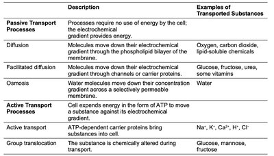 TEM of PHB granules in bacteria