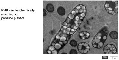 Steps in endospore formation