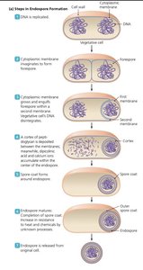 TEM of an endospore in Bacillus or Clostridium