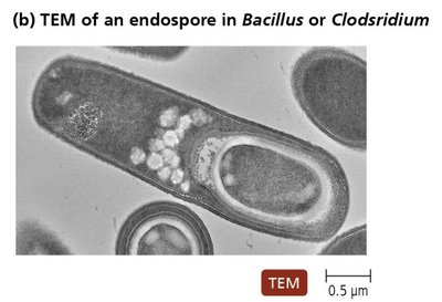 Eukaryotic cytoskeleton