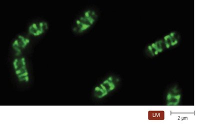 Centrioles and centrosome