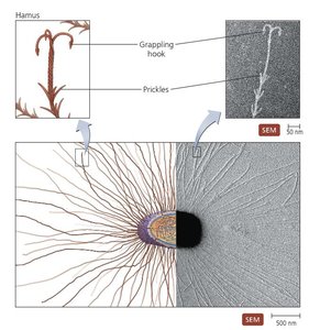 Nucleus and endoplasmic reticulum