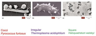 Golgi body and mitochondrion