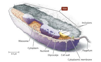 Diagram of a typical prokaryotic cell