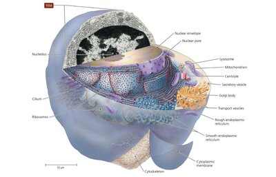 Diagram of a typical eukaryotic cell