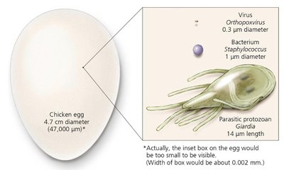 Relative sizes of a chicken egg, virus, bacterium, and protozoan
