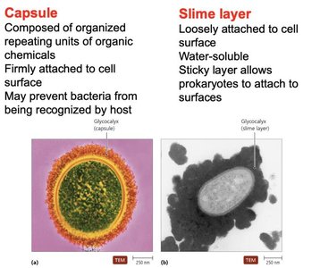 Comparison of capsule and slime layer in bacteria