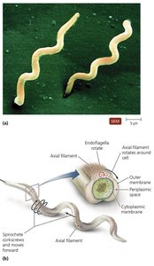 Axial filament in spirochetes