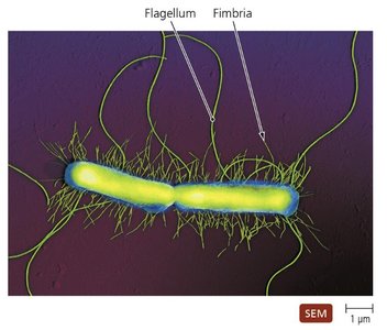 SEM showing flagella and fimbriae on a bacterium