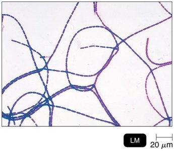 Bacillus arrangement under microscope