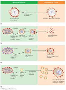 Diagram of vaccine production and composition methods