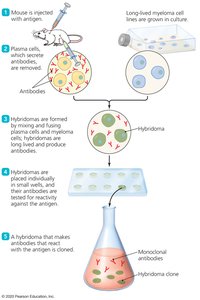 Diagram of hybridoma production for monoclonal antibodies