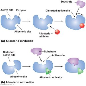 Diagram of allosteric inhibition and activation of enzymes
