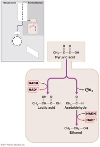 Diagram of fermentation pathways from pyruvic acid