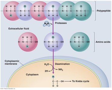 Diagram of protein catabolism showing deamination and entry into Krebs cycle