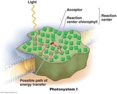 Diagram of a photosystem with reaction center and energy transfer