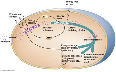 Cellular diagram showing catabolism and anabolism with ATP cycling