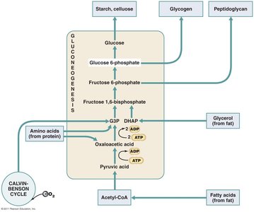 Diagram of gluconeogenesis and its connections to other pathways