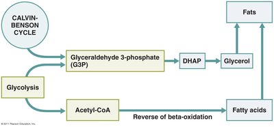 Diagram of fat biosynthesis from metabolic intermediates