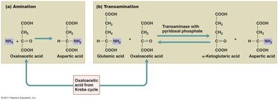 Diagram of amino acid synthesis by amination and transamination