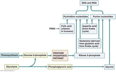 Diagram of nucleotide biosynthesis from metabolic intermediates