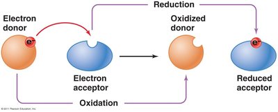 Diagram of oxidation and reduction reactions showing electron transfer