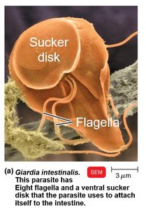 Light microscopy image of Giardia trophozoites and cyst