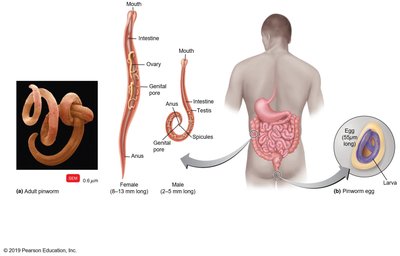 Pinworm life cycle and anatomy