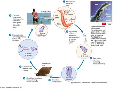 Life cycle of Schistosoma mansoni