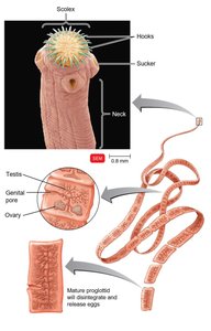 Tapeworm anatomy and life cycle