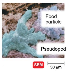SEM image of pseudopod and food particle